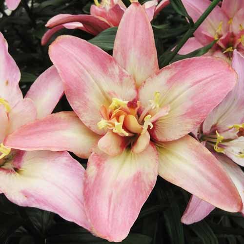 Lily (Lilium) Double Trouble - order online directly from Holland