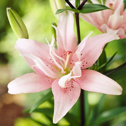 Lily (Lilium) Elodie - order online directly from Holland
