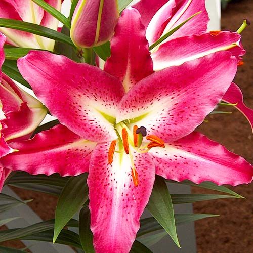 Lily Entertainer - order online directly from Holland