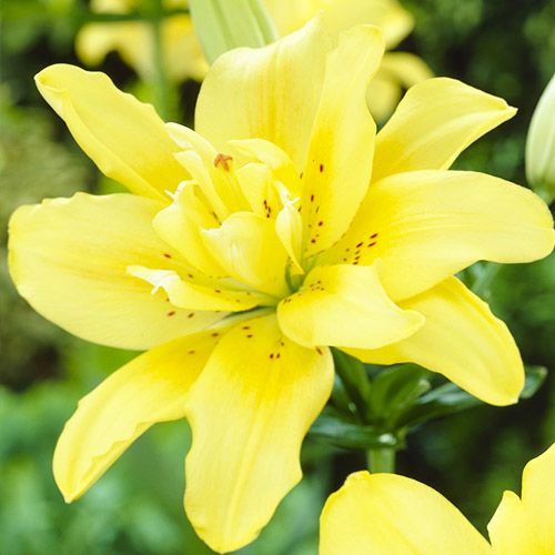 Lily (Lilium) Fata Morgana - order online directly from Holland