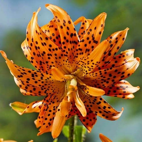 Lily (Lilium) Flore Pleno