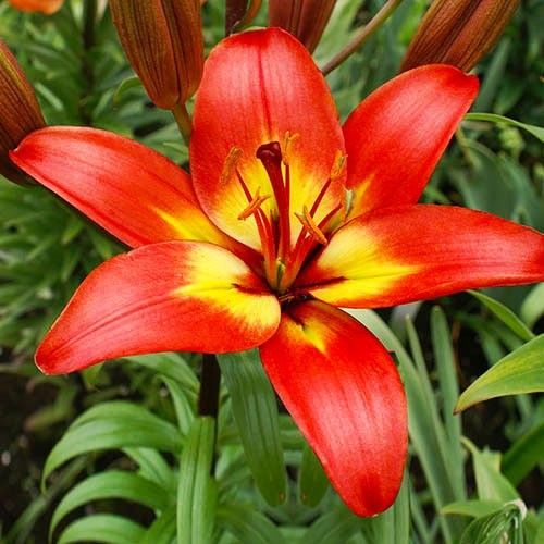 Lily (Lilium) Forever Linda - order online directly from Holland