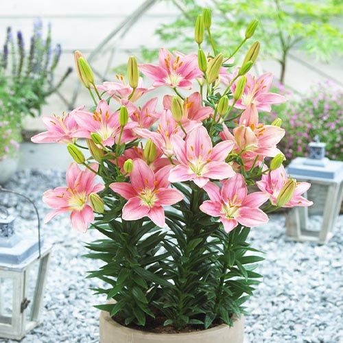 Lily (Lilium) Foxtrot - order online directly from Holland