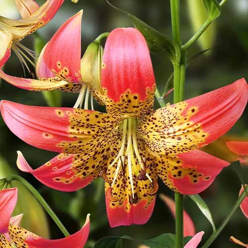 Lily (Lilium) Fusion - order online directly from Holland
