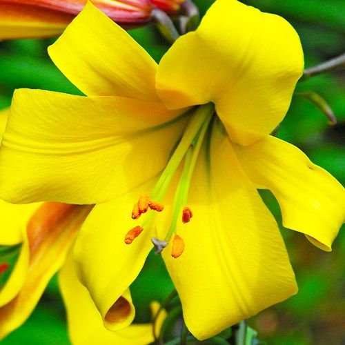 Lily (Lilium) Golden Splendor - bestil online direkte fra Holland