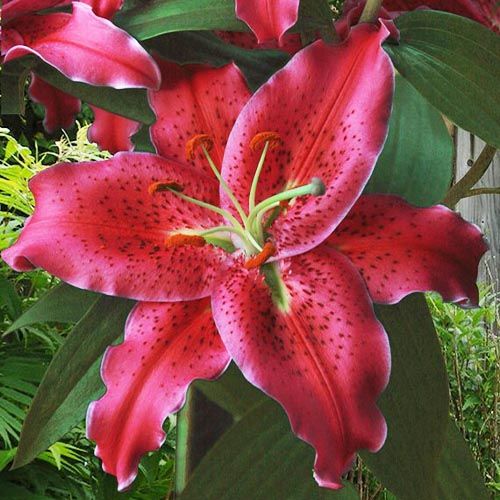 Lily (Lilium) Gomera - Tilaa verkossa suoraan Hollannista