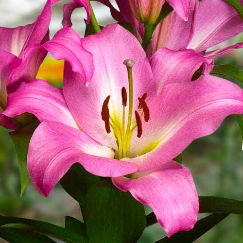 Lily (Lilium) Gracefull - order online directly from Holland