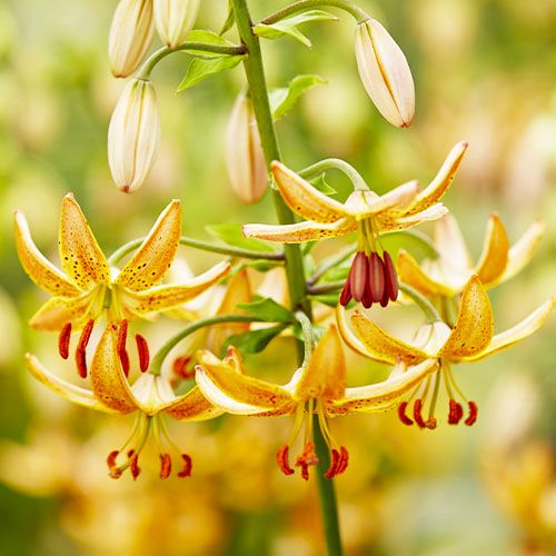 Lily (Lilium) Guinea Gold