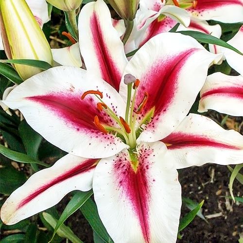 Lily (Lilium) Hachi - order online directly from Holland