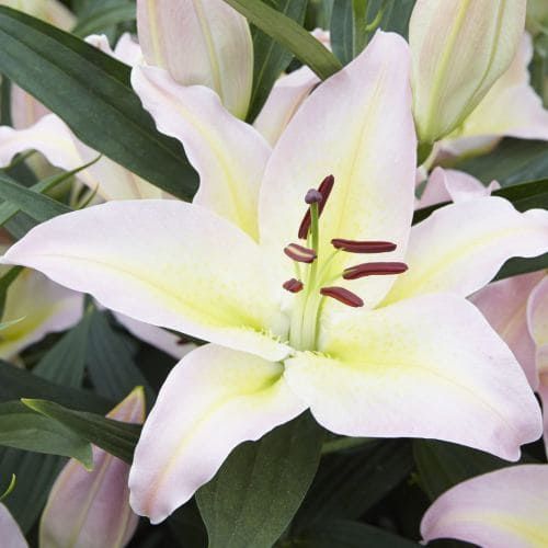 Lily (Lilium) Hocus Pocus - order online directly from Holland