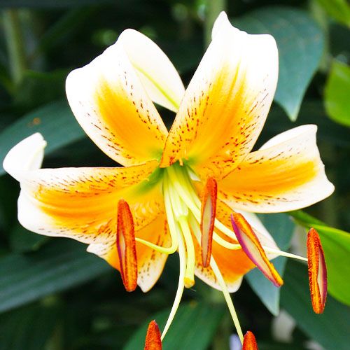 Lily (Lilium) Lady Alice - order online directly from Holland