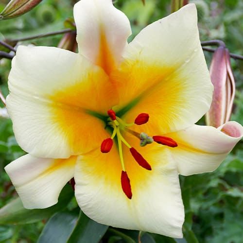 Lily (Lilium) Miss Peculiar - order online directly from Holland
