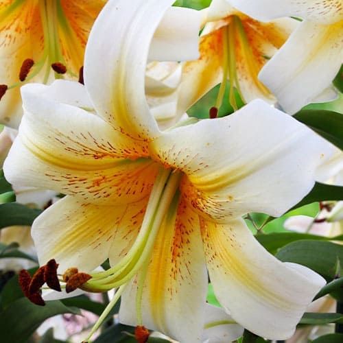 Lily (Lilium) Mister Cas - order online directly from Holland