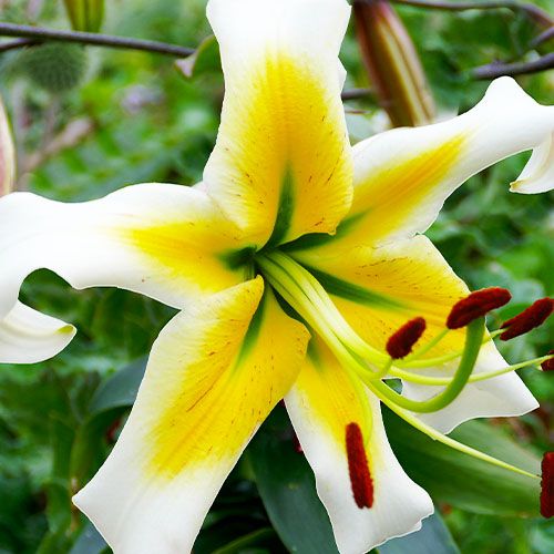 Lilium Mister Pistache - order online directly from Holland