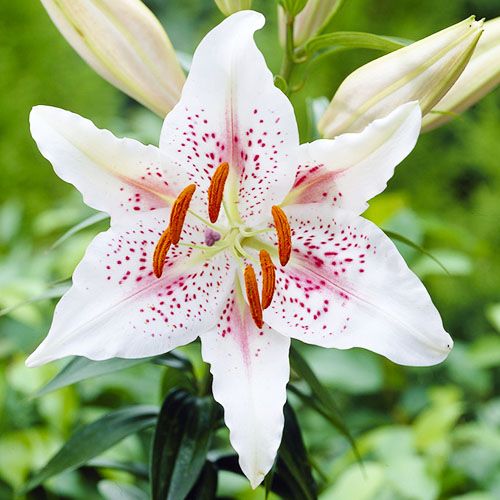 Lily (Lilium) Muscadet - Tilaa verkossa suoraan Hollannista
