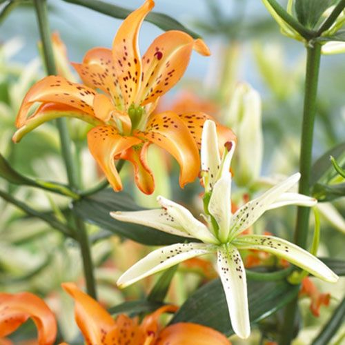 Lily (Lilium) Must See - order online directly from Holland