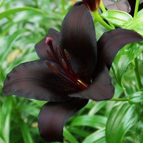 Lily (Lilium) Nightrider - order online directly from Holland