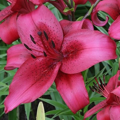 Lilium November Rain - order online directly from Holland