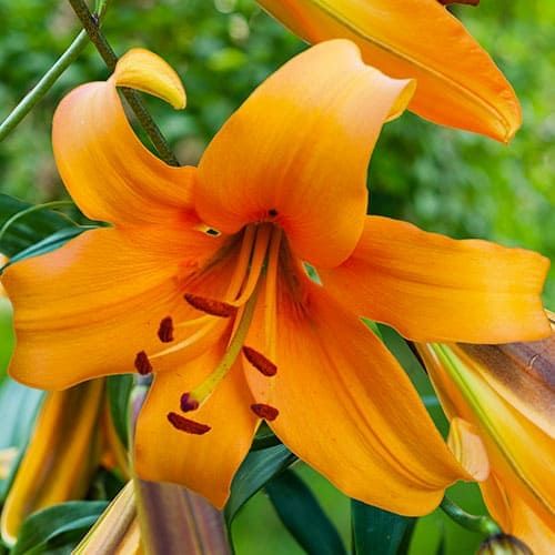 Lily (Lilium) Orange Space - Tilaa verkossa suoraan Hollannista