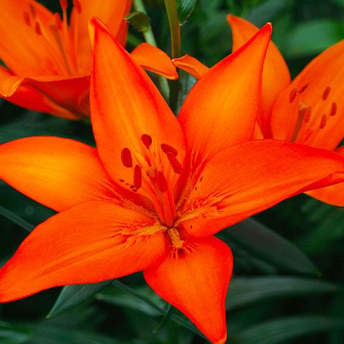 Lily (Lilium) Orange Ton - beställ online direkt från Holland