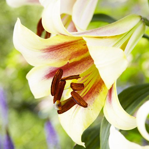 Lilium Passion Moon - order online directly from Holland
