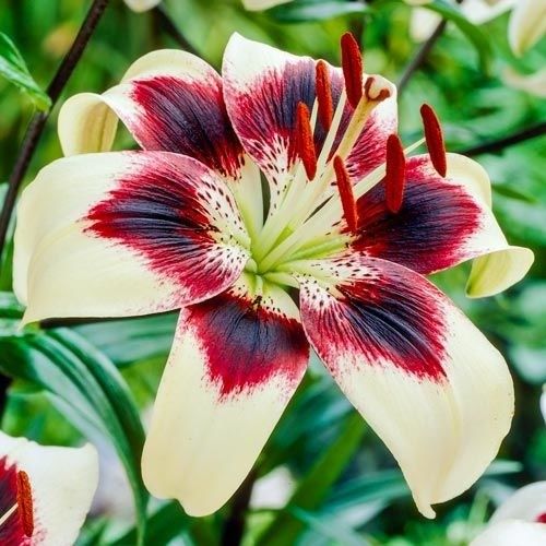 Lily (Lilium) Patricias Pride - order online directly from Holland