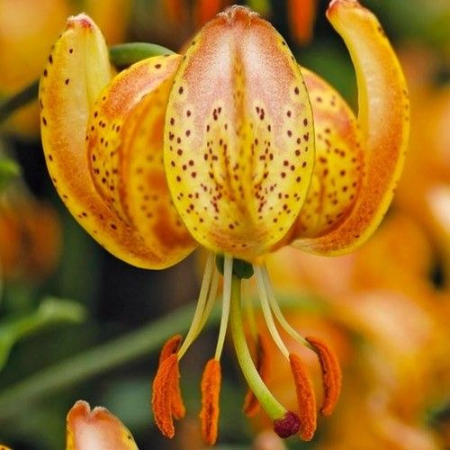 Lily (Lilium) Peppard Gold - bestil online direkte fra Holland