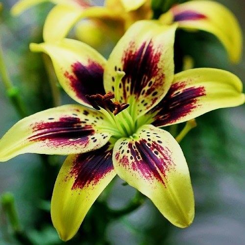 Lily (Lilium) Pieton - order online directly from Holland