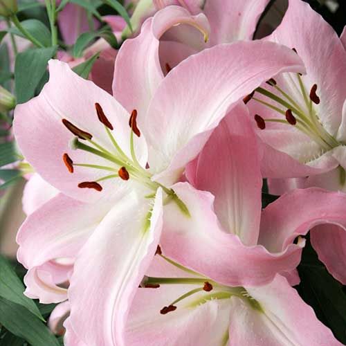 Lily (Lilium) Pink News - order online directly from Holland