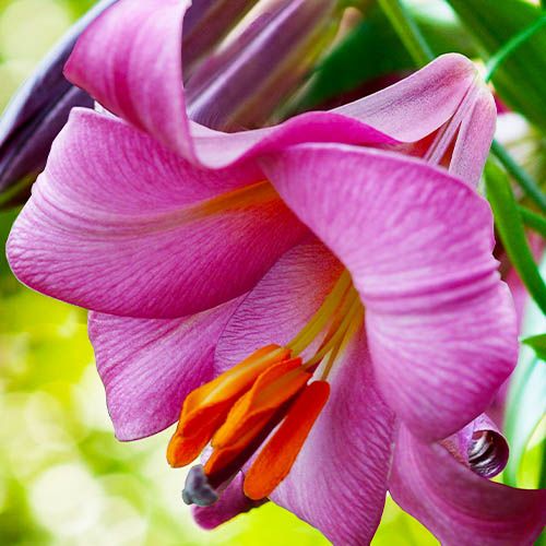 Lily (Lilium) Pink Perfection - beställ online direkt från Holland