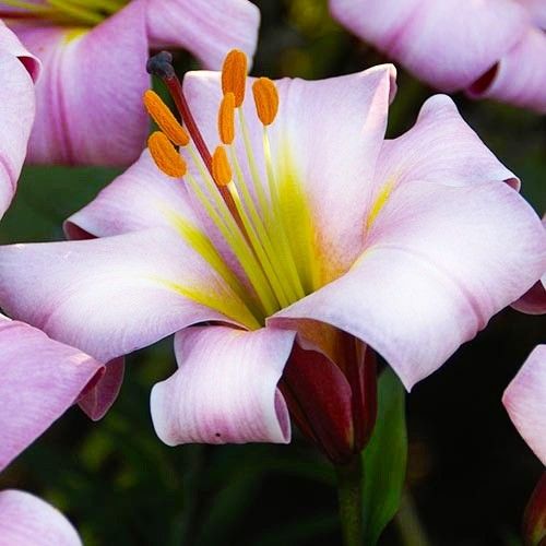 Lily (Lilium) Pink Planet - beställ online direkt från Holland