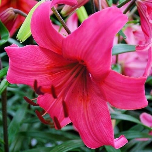 Lily (Lilium) Pink Flight - zamów online bezpośrednio z Holandii