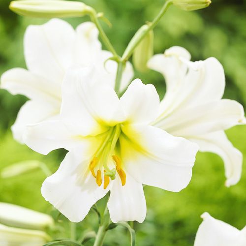 Lily (Lilium) Regale Album - order online directly from Holland