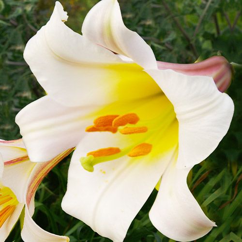 Lily (Lilium) Regale - bestil online direkte fra Holland
