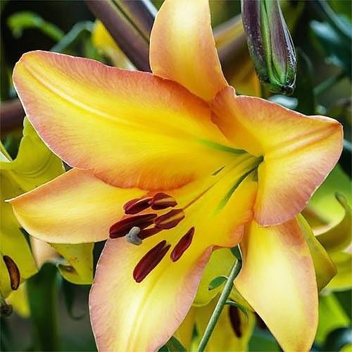 Lily (Lilium) Rising Moon - order online directly from Holland
