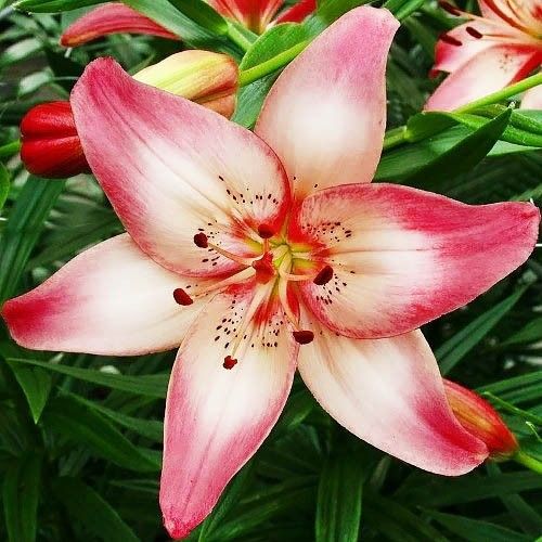 Lily (Lilium) Rosellas Dream - order online directly from Holland