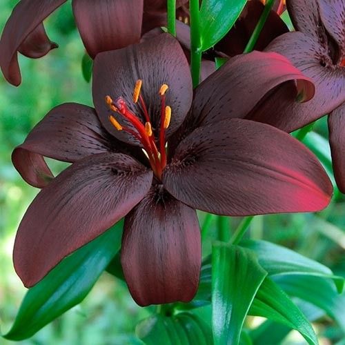 Lilium Royal Kiss - order online directly from Holland