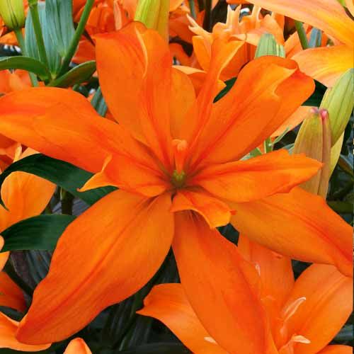 Lily (Lilium) Lily Scoubidou - order online directly from Holland