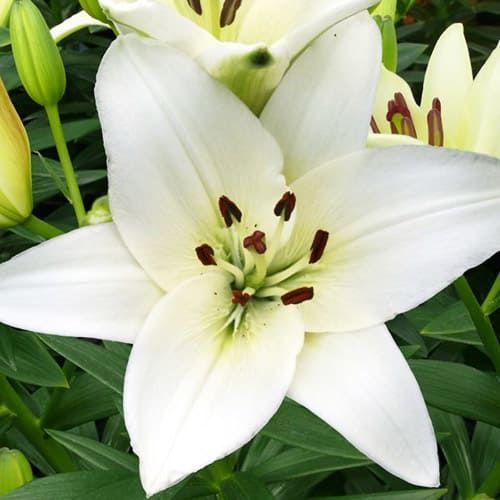 Lily (Lilium) Snowdon - order online directly from Holland