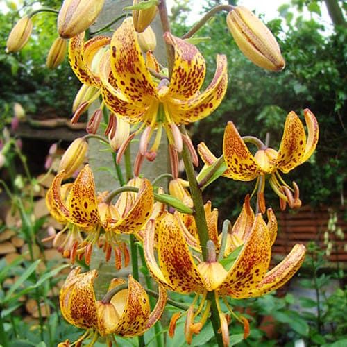 Lily (Lilium) Sunny Morning - order online directly from Holland