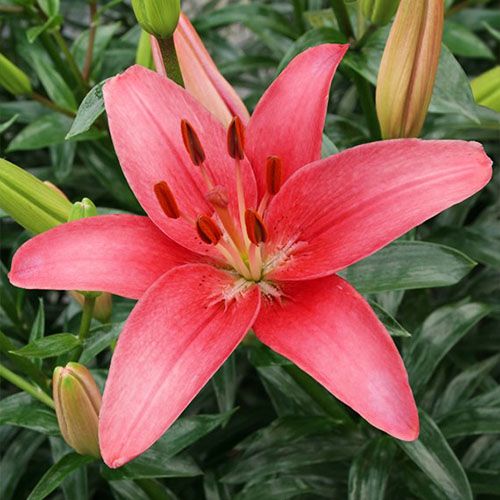 Lily (Lilium) Sylt - order online directly from Holland