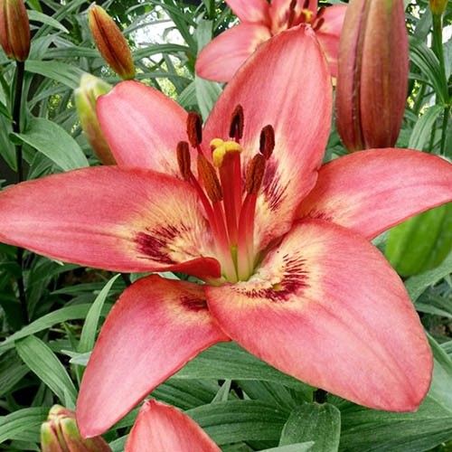 Lily (Lilium) Tinilco - order online directly from Holland
