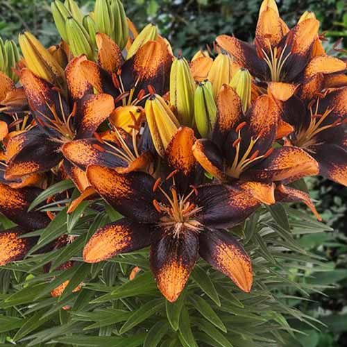 Lily (Lilium) Trendy Las Palmas - order online directly from Holland