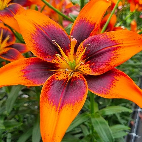 Lily (Lilium) Twosome - order online directly from Holland