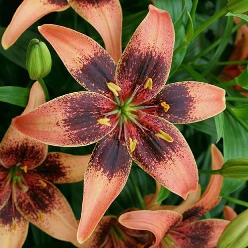 Lily (Lilium) Whistler - order online directly from Holland
