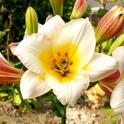 Lily (Lilium) White Planet - order online directly from Holland