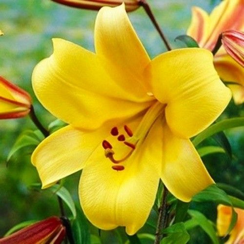 Lily (Lilium) Yellow Planet - bestil online direkte fra Holland