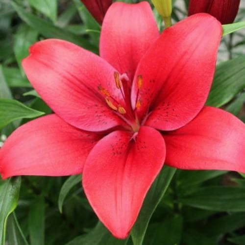 Lily (Lilium) Hardrock - order online directly from Holland