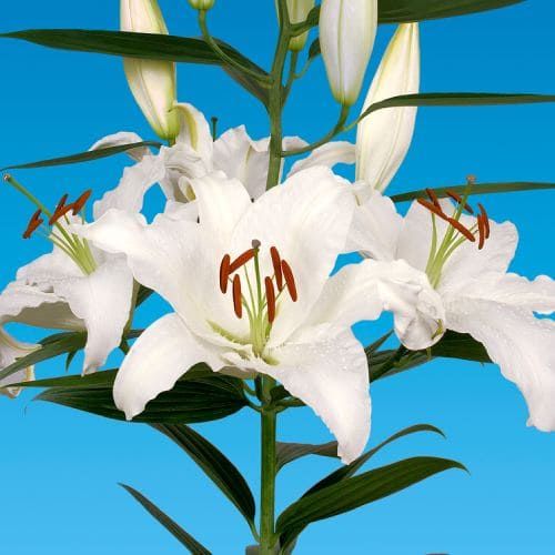 Lily (Lilium) Tisento - order online directly from Holland
