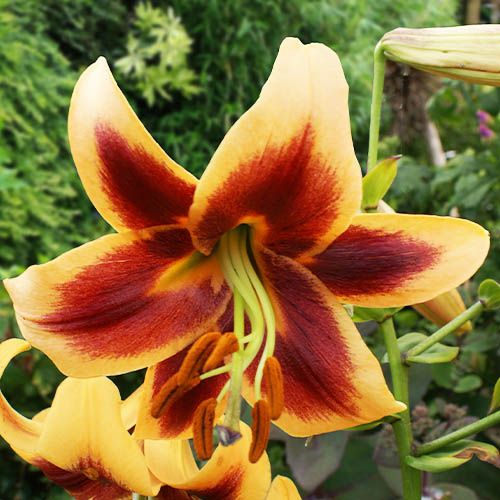 Lily (Lilium) Red Morning - order online directly from Holland